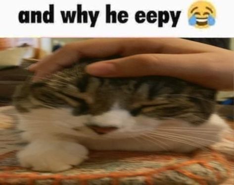 hey guys this is my cat why do you think he's eepy This Cat Is Not Listening, He Is Not Listening Cat, Um Actually Cat, Yes Cat Reaction, Um Actually Nerd Cat, And Why He Eepy, Eepy Kittens, Me Petting My Cat, Cat Eepy