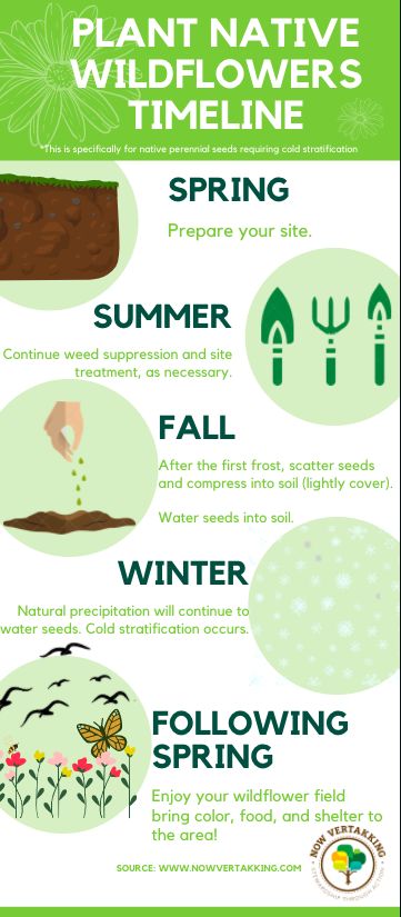 I have some awesome native wildflower seeds, but don't know WHEN to prep my site or plant?! Here is a simple timeline to follow for native, perennial seeds requiring cold stratification. How To Plant Wildflower Seeds, Planting Wildflowers, Plant Wildflowers, Arizona Wildflowers, Wild Flower Seeds, Native Plant Landscape, Plant Landscape, Flower Garden Plans, Glamping Tent