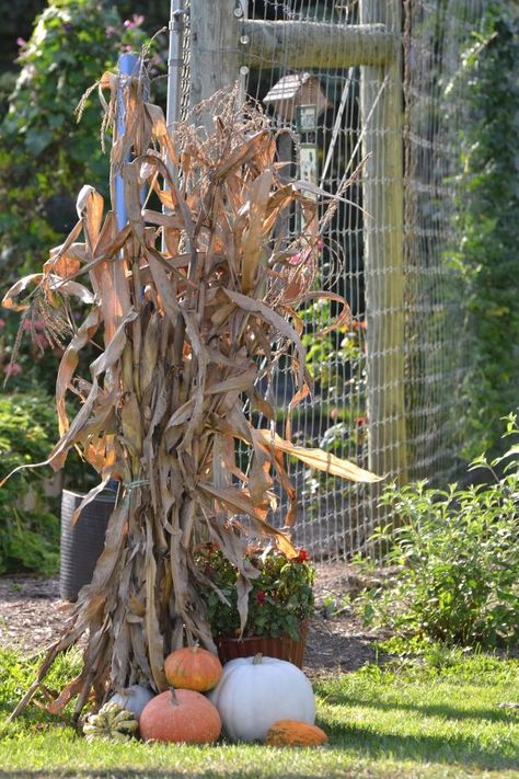 Beautiful Fall Decorations Made With Dried Corn And Corn Stalks Corn Stalks Decorations, Corn Stalk Decor, Inn Decor, Hay Bale Decor, Outside Fall Decorations, Fall Themes, Autumn Blessings, Outside Fall Decor, Corn Stalks