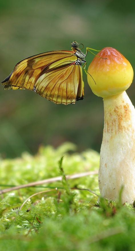 Butterfly On A Mushroom, Animals Butterfly, Mushroom Butterfly, Photo Realism, Butterfly Insect, Mosaic Garden Art, Flying Flowers, Animal Reference, Diy Butterfly