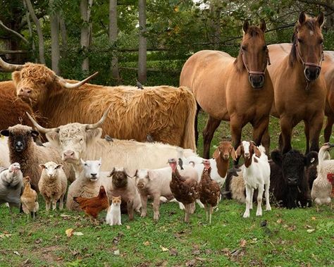 Cows And Goats, Farming Animals, Bales Of Hay, Bactrian Camel, Muscovy Duck, Farm Family, Livestock Farming, Barn Animals, Llama Alpaca