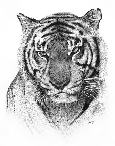 Tattoo Crane, Pointalism Art, Tiger Sketch, Realistic Animal Drawings, Dotted Drawings, Tiger Tattoo Design, Tiger Drawing, Stippling Art, Pencil Drawings Of Animals