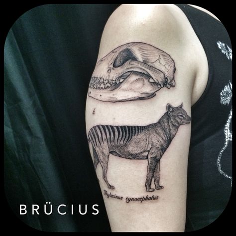 #BRÜCIUS #TATTOO #SF #SanFrancisco #brucius #natural #science #engraving #etching #sculptoroflines #dotwork #blackwork #penandink #lines #nature #Thylacine #Tasmanian #tiger #skull Tiger Skull, Tattoo Catalog, Meg White, Tasmanian Tiger, 4 Tattoo, Full Body Tattoo, Natural Science, Baby Tattoos, Tiger Tattoo