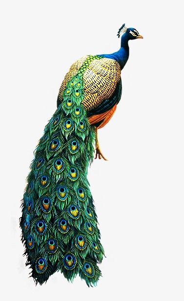 Peacock Artwork, Peacock Images, Peacock Photos, Peacock Pictures, Ikan Koi, Acrylic Painting Ideas, Peacock Painting, Animal Print Wallpaper, Peacock Art