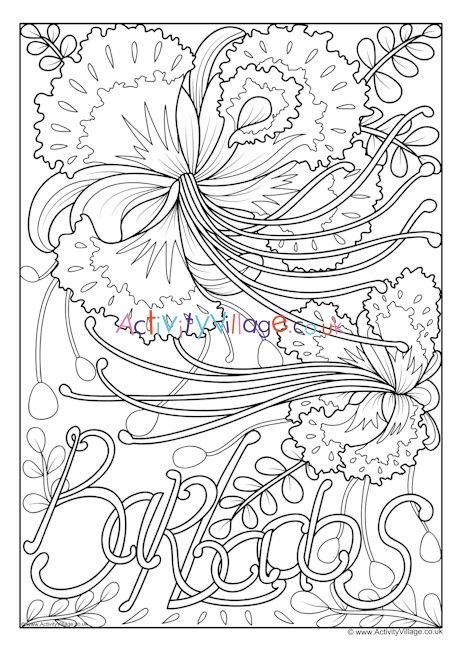 Barbados National Flower Colouring Page Pride Of Barbados Tattoo, Flower Colouring, Pride Of Barbados, National Flower, Shoulder Tattoos, Colouring Page, Shoulder Tattoos For Women, Flower Coloring Pages, The Pride