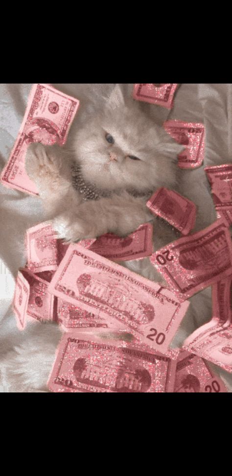 Aesthetic money cat sweet Spoiled Cat Aesthetic, Cat With Money, Spoiled Aesthetic, Aesthetic Cat Wallpaper, Spoiled Cat, Cat Money, Aesthetic Money, Cat Sweet, Sweet Aesthetic