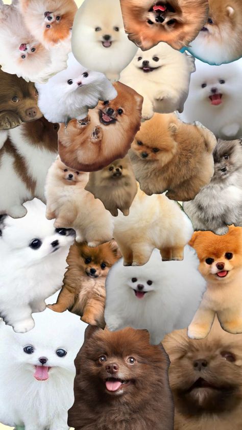 Manifesting poms #pomeranian #puppy Pomeranian Wallpaper, 8k Wallpaper, Pomeranian Puppy, Dog Wallpaper, Connect With People, Your Aesthetic, Creative Energy, Aesthetic Wallpapers, Pom Pom