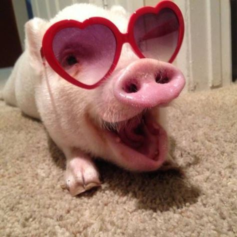 Funny Pig Pictures, Teacup Pigs, Pig Pictures, Happy Pig, Cute Piglets, Funny Pigs, Mini Pigs, Söt Katt