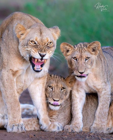 Animals Pics on Instagram: “▪ Protective mother… a lioness protecting her cubs against a male lion from a breakaway pride.⁣ ••••••••••••••••••••••••••••⁣ ▪ Photo by…” Lioness Protecting Cubs, Panthera Leo, Lions Photos, Male Lion, Lion Pride, Lion Cub, Pretty Animals, Animal Gifs, Animal Pictures