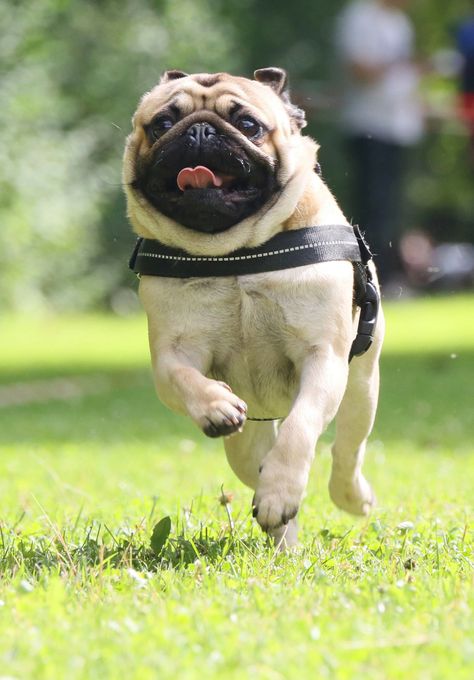 Flying Pug, Cute Pug Pictures, Pug Pillow, Pug Photos, Pug Mug, Pug Pictures, Pug Puppies, Pug Lover, Cute Pugs