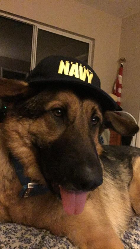 Sherman is excited to represent his daddy in the navy. In The Navy, I Like Dogs, Bear Wallpaper, Kitten Cat, The Navy, Navy Dress, Shepherd Dog, Cat Day, German Shepherd