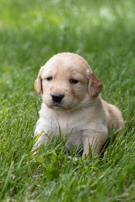 Dogs Golden Retriever Puppies, Mini Golden Retriever, Golden Retriever Breed, Puppy Starter Kit, Golden Retriever Baby, Newborn Puppies, Golden Retriever Puppies, Golden Puppy, Dog Pics