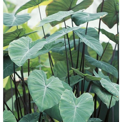 2.25-Gallon Black Stem Elephant Ear (L15376) Elephant Ear Bulbs, Alocasia Plant, Elephant Ear Plant, California Garden, Organic Soil, Water Wise, Elephant Ears, How To Attract Hummingbirds, Ornamental Plants