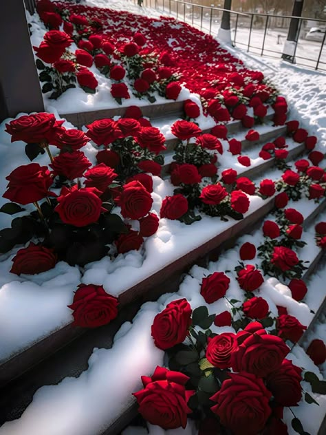 Snow Rose, Pretty Flowers Pictures, Frozen Rose, Flowers Photography Wallpaper, Rosé Aesthetic, Nothing But Flowers, Sport Lifestyle, Flower Therapy, Beautiful Bouquet Of Flowers