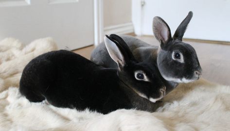 Mini Rex Rabbit – Everything You Need to Know Black Otter Rex Rabbit, Mini Rex Rabbit, Rabbit Life, Rabbit Breeds, Bunny Care, Rabbit Care, Bunny Pictures, Pet Bunny, Rex Rabbit