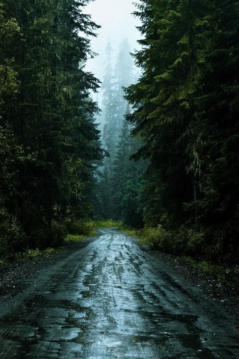 I’m loving this moody stormy weather hikester_ Dark Naturalism, Dark Forest Aesthetic, Dark Green Aesthetic, Slytherin Aesthetic, Dark Paradise, Stormy Weather, Dark Photography, Dark Forest, Nature Aesthetic