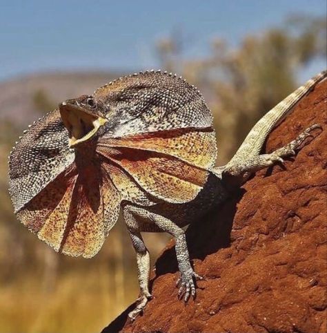 Frilled Neck Lizard, Frilled Lizard, Lizard Dragon, Australia Landscape, Unique Creatures, Wild Animals Photos, 2024 Ideas, Australia Animals, Australian Wildlife