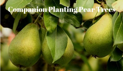 By companion planting pear trees you will improve the health of your pears and utilise otherwise unused space in your garden. Pear Tree Companion Plants, Planting Pear Trees, Pear Tree Guild, Planting Raised Garden Beds, Raised Garden Beds Diy Vegetables, Vege Garden, Backyard Food, Food Forest Garden, Gardening Indoors