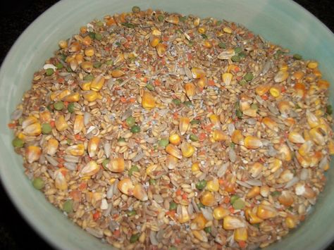 Homemade Chicken Feed Organic Chicken Feed Recipe, Chicken Feed Recipe, Chicken Feed Diy, Homemade Chicken Feed, Organic Chicken Feed, Chicken Roost, Green Pastures, The Chicks, Chicken Health