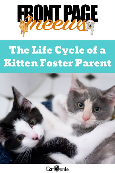 😻❤️If you're considering fostering kittens in your home, it is important to know what you are getting yourself into. The ride is full of snuggles, love and many victories but it can also present its challenges. Learn more about the experience here! Fostering Kittens, Kitten Lady, Cranky Cat, Becoming A Foster Parent, Foster Animals, Getting A Kitten, Foster Parent, Kitten Photos, Foster Kittens