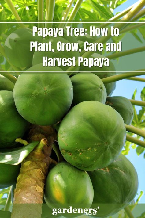 Papaya Tree: How to Plant, Grow, Care and Harvest Papaya Papaya Tree Care How To Grow, Grow Papaya, Papaya Growing, Herbs Remedies, Papaya Plant, Papaya Recipes, Fruit World, Bush Medicine, Papaya Tree