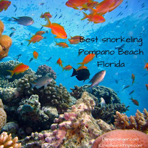 Best Florida Vacations, Best Places To Snorkel, Florida Beaches Vacation, Pompano Beach Florida, Dry Tortugas National Park, Places In Florida, Best Snorkeling, Hollywood Beach, Swift Tour