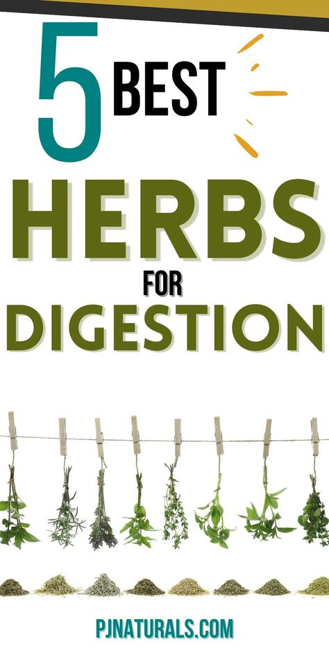 herbs for digestion Natural Gut Healers, Digestive Enzymes Benefits, Herbs Medicine, Digestive Herbs, Sinus Congestion Relief, Health Herbs, After Sun Care, Yoga Information, Health Medicine