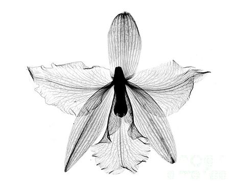 Xray Flower, Orchid Flower Tattoos, Flor Tattoo, Ray Tattoo, Orchid Photography, Orchid Tattoo, Types Of Orchids, Cattleya Orchid, Fuchsia Flowers