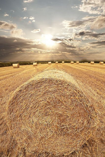 Hay Bale We baled the small bales. Riding on top of the hay wagon back to the barn was so awesome. The good old days. Bales Of Hay, Fields Of Gold, Hay Bales, Ranch Life, Foto Art, Country Farm, Country Life, Country Living, Farm Life