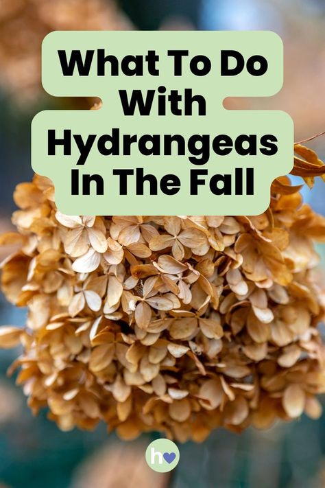 Wondering how to care for your hydrangeas in the fall? Learn the best tips for pruning, protecting, and even preserving those beautiful blooms for decor. Get your garden ready for the cooler months with this simple guide! How To Prune Hydrangeas In The Fall, Trimming Hydrangeas, Hydrangea Garden Ideas, Hydrangea Plant Care, When To Prune Hydrangeas, Prune Hydrangeas, Hydrangea Plant, Easiest Flowers To Grow, Hydrangea Shrub