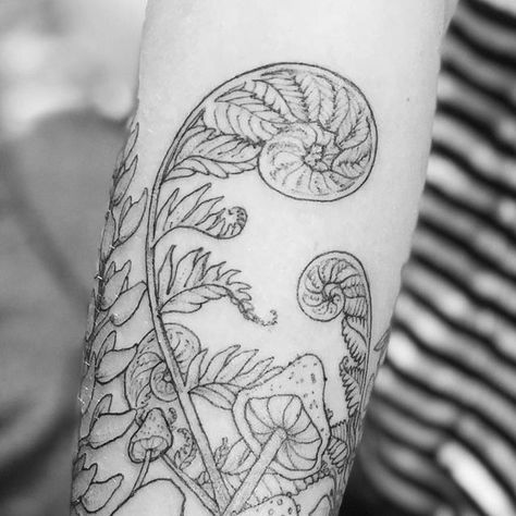 Fiddle Leaf Fern Tattoo, Fiddlehead Fern Drawing, Fiddle Fern Tattoo, Fiddle Head Tattoo, Curled Fern Tattoo, Fiddle Head Fern Tattoo, Fiddlehead Fern Tattoo, Fibbonaci Tattoo, Fiddle Head Fern