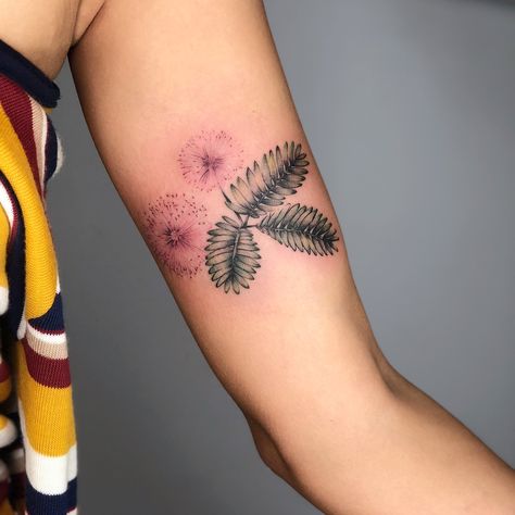 Thinking about getting mimosa pudica tattooed somewhere, I’d want the leaves smaller more green and less black though Mimosa Pudica Tattoo, Mimosa Pudica, Mimosa Tree, Dad Tattoo, Mimosa Flower, Plant Tattoo, Ink Inspiration, Dad Tattoos, Henna Patterns