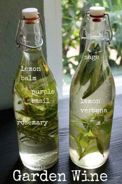 Purple Basil, Garden Sage, Garden Herbs, Witch Stuff, Homemade Wine, Makanan Diet, Lemon Verbena, Lavender Roses, Beltane