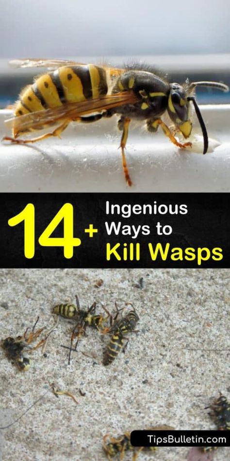 Wasp Trap Bait Recipe, Wasp Trap Bait, Wasp Trap Diy, Killing Wasps, Wasp Sting Remedy, Hornet Trap, Wasp Killer, Red Wasps, Wasp Repellent