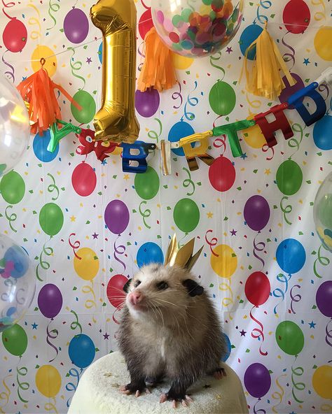 Opossum Pet, Happy Possum, Possum Birthday Party, Opossum Birthday, Happy Birthday Possum, Birthday Opossum, Birthday Possum, Possum Party, Possum Birthday