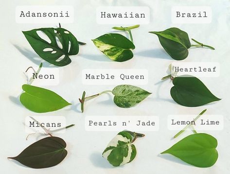 Pothos Cuttings, Pothos Plant Care, Neon Pothos, Plant Care Houseplant, Greenhouse Plants, Prayer Plant, Inside Plants, Pothos Plant, Plant Cuttings