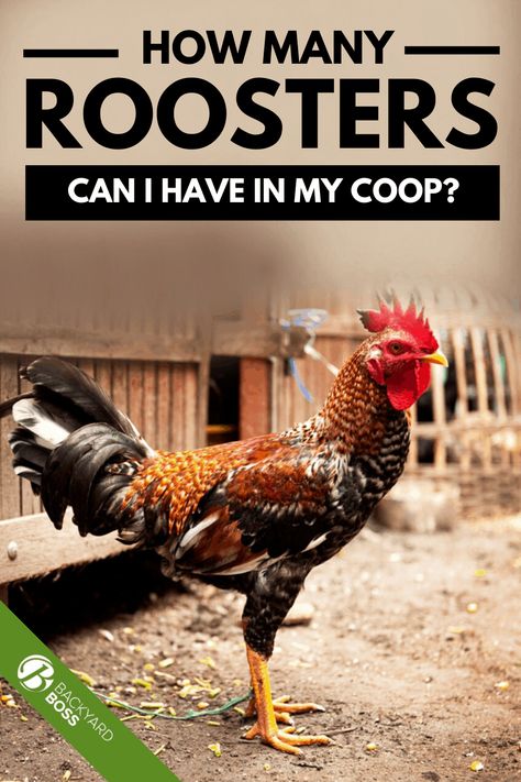 Breeding Coops For Chickens, Diy Rooster Coop, Rooster House Ideas, Rooster Bachelor Coop, Rooster Coop Ideas, Best Rooster Breeds, Hen House Ideas, Rooster House, Rooster Coop