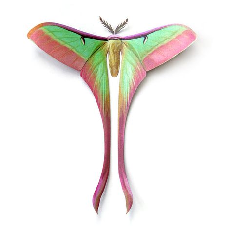 Custom Collections - Moth & Myth Silk Moth Wings, Chinese Moon Moth Tattoo, Chinese Moth, Chinese Luna Moth, Chinese Moon Moth, Paper Insects, Moth Witch, Sunset Moth, Moon Moth