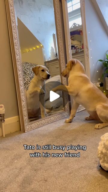 Good Boy Ollie Videos, Good Boy Ollie Dog, Good Boy Ollie, Cute Lab Puppies, Puppy Wallpaper, Precious Animals, Funny Pets, Lab Puppies, Good Boy