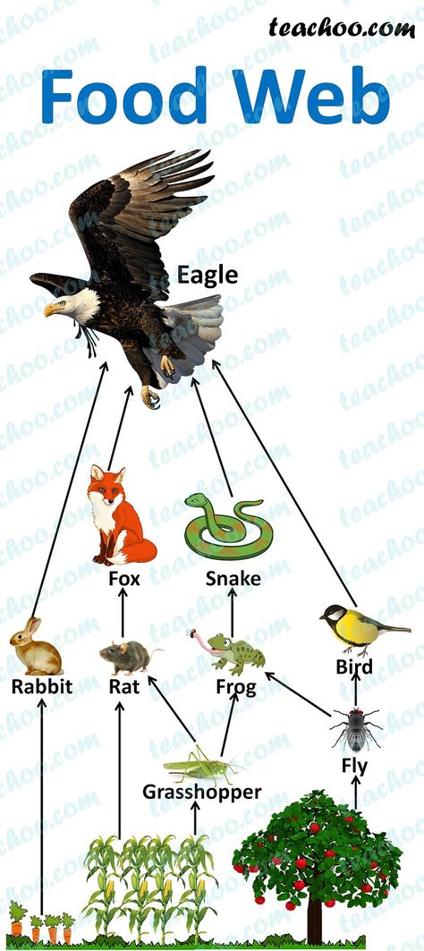 Food Chain and Food Web - Meaning, Diagrams, Examples - Teachoo Food Chain Animals, Food Web Diagram, Food Web Projects Ideas, Animal Food Chain Project, Food Web Drawing, Food Chain Project For Kids, Food Chain Drawing, Food Chain Poster, Food Web Project