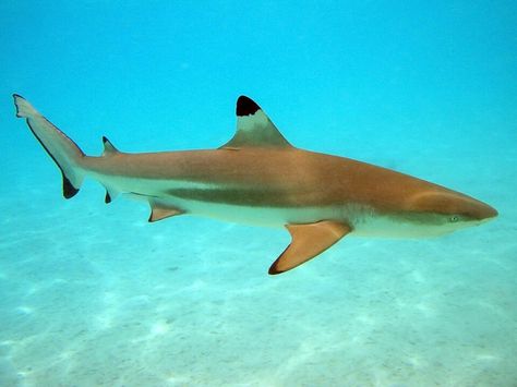 Black Tipped Shark, Blacknose Shark, Black Tipped Reef Shark, Black Tip Reef Shark, Blacktip Reef Shark, Blacktip Shark, Silly Sharks, Black Tip Shark, Types Of Sharks