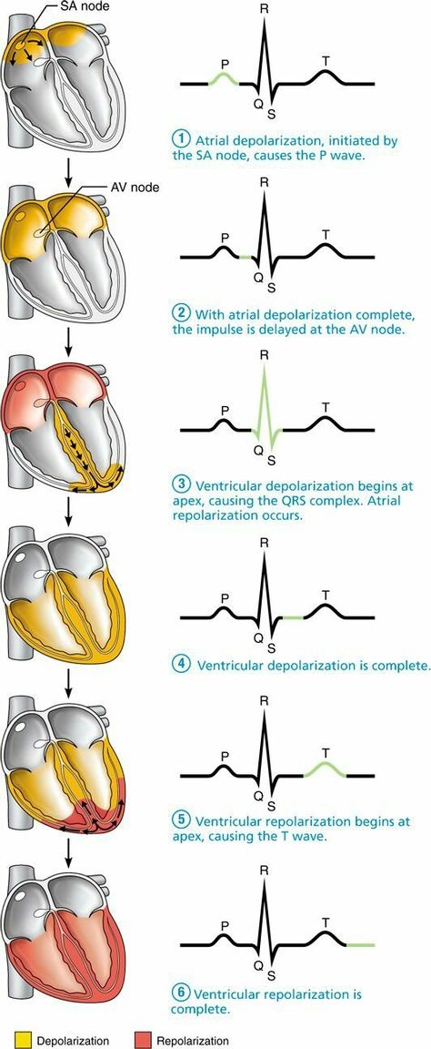 Struktur Teks, مشروعات العلوم, Nursing Student Tips, Bakal Suami, Cardiac Nursing, Nursing School Survival, Nursing School Studying, Nursing School Tips, Medical School Studying