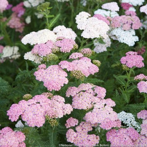 For the area near the birch, along Green Street. Achillea Millefolium 'Summer Pastels', Achillea 'Summer Pastels', 'Summer Pastels' Yarrow, Common Yarrow, Achillea Millefolium, yarrow plant, yarrow flower, summer perennial, drought tolerant perennial Achillea Plant, California Landscaping, Yarrow Plant, Yarrow Flower, Drought Tolerant Perennials, Perennial Grasses, Achillea Millefolium, Mediterranean Garden, Traditional Garden