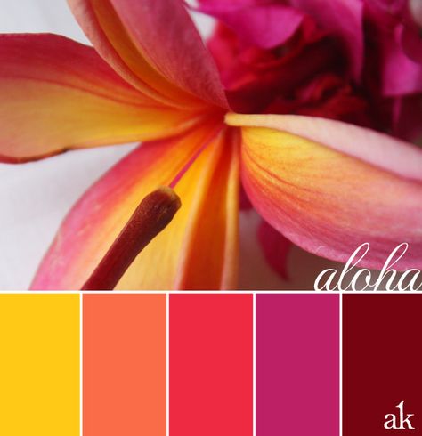 hawaiian_lei_pink_color_palette Wedding Color Schemes Summer, Wedding Colors Red, Baby Room Colors, Color Palette Yellow, Colors Schemes, Color Schemes Colour Palettes, Summer Color Palette, Grey Paint Colors, Summer Wedding Colors