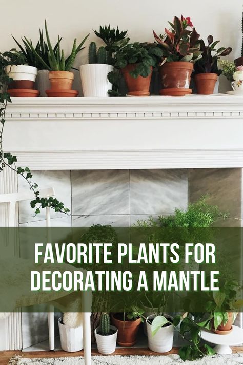 The mantle is a large part of many people’s living rooms, making it either a beautiful centerpiece or an undressed eyesore. Everyone has their sense of style when it comes to decoration, whether antiques or photographs, but a timeless and easy-to-set-up display adds a little splash of greenery to the room. Plants On Mantle Decor, Fireplace Mantle Plants, Plants On Mantel, Plants On Mantle, Plants On Fireplace Mantle, Fireplace Plants Decor, Mantle Plants, Decorating A Mantle, Mantle Greenery