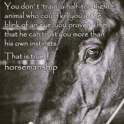 . Horse Training Quotes, Equine Quotes, Inspirational Horse Quotes, Horse Riding Quotes, Equestrian Quotes, Training Quotes, Cowgirl Quotes, Riding Quotes, Quotes Family