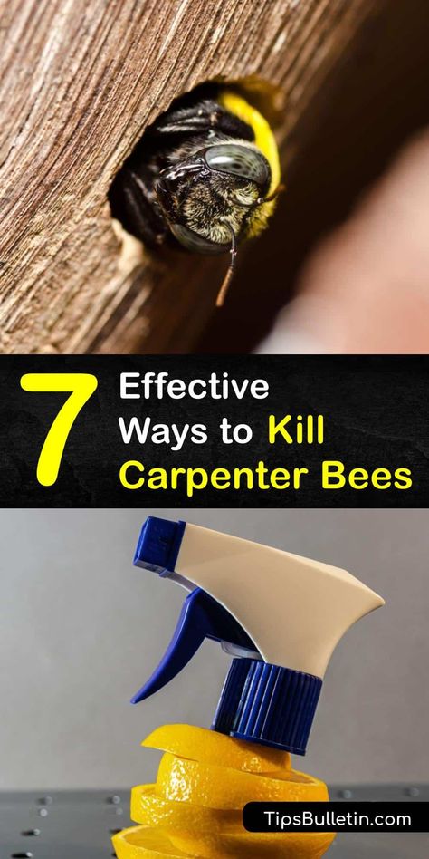 How To Make Carpenter Bee Traps, How To Make A Carpenter Bee Trap, Wood Bees How To Get Rid Of, Carpenter Bee Repellent Diy, Carpenter Bee Trap Diy, How To Get Rid Of Bees, Carpenter Bees How To Get Rid Of, How To Get Rid Of Carpenter Bees, How To Get Rid Of Bees Outside House