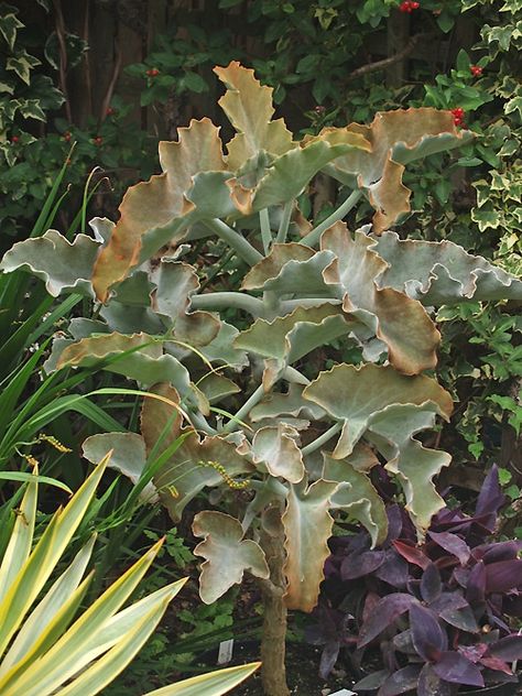 Kalanchoe Beharensis, Cotswold Garden, Buy Plants, Plant List, Garden Flowers, Planting Succulents, Colorful Flowers, Flower Garden, Soil