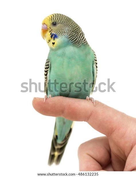 Bird Perched On Finger, Bird Perch, Quality Pictures, Kids Art, Media Art, Mixed Media Art, Art For Kids, Dinosaur Stuffed Animal, Photo Image