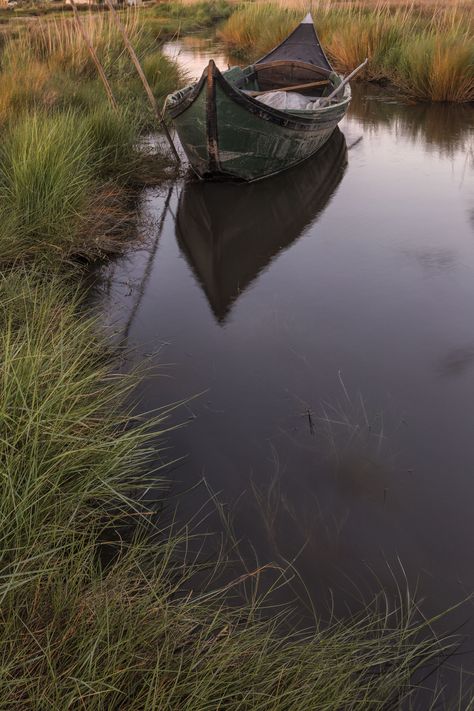 SWAMP - null Tableau Photography, Swamp Environment, Where The Crawdads Sing Movie, Kya Clark, Delia Owens, Crawdads Sing, Where The Crawdads Sing, Louisiana Swamp, Daisy Edgar Jones